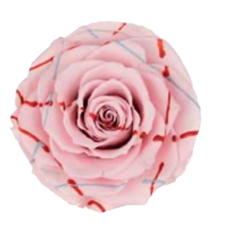 Preserved roses festiva light/pink roseamor