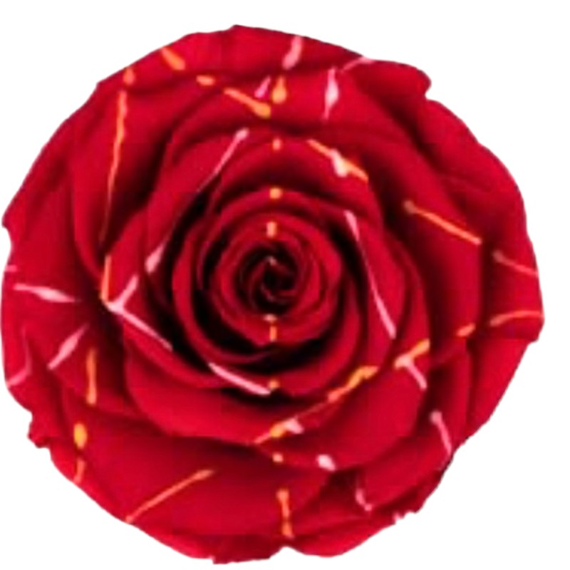 Preserved roses festiva red Roseamor