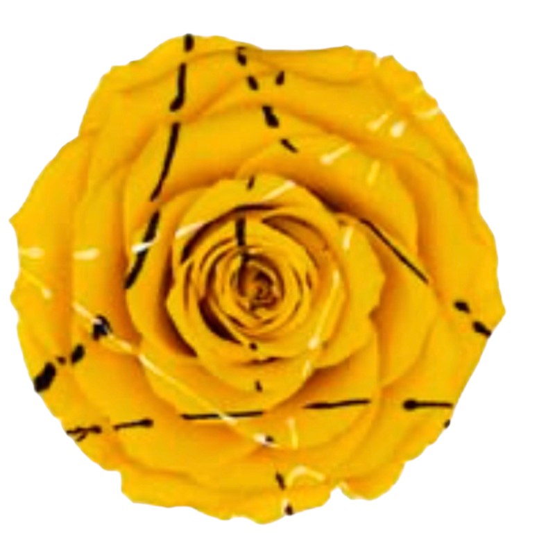 Preserved roses festiva yellow