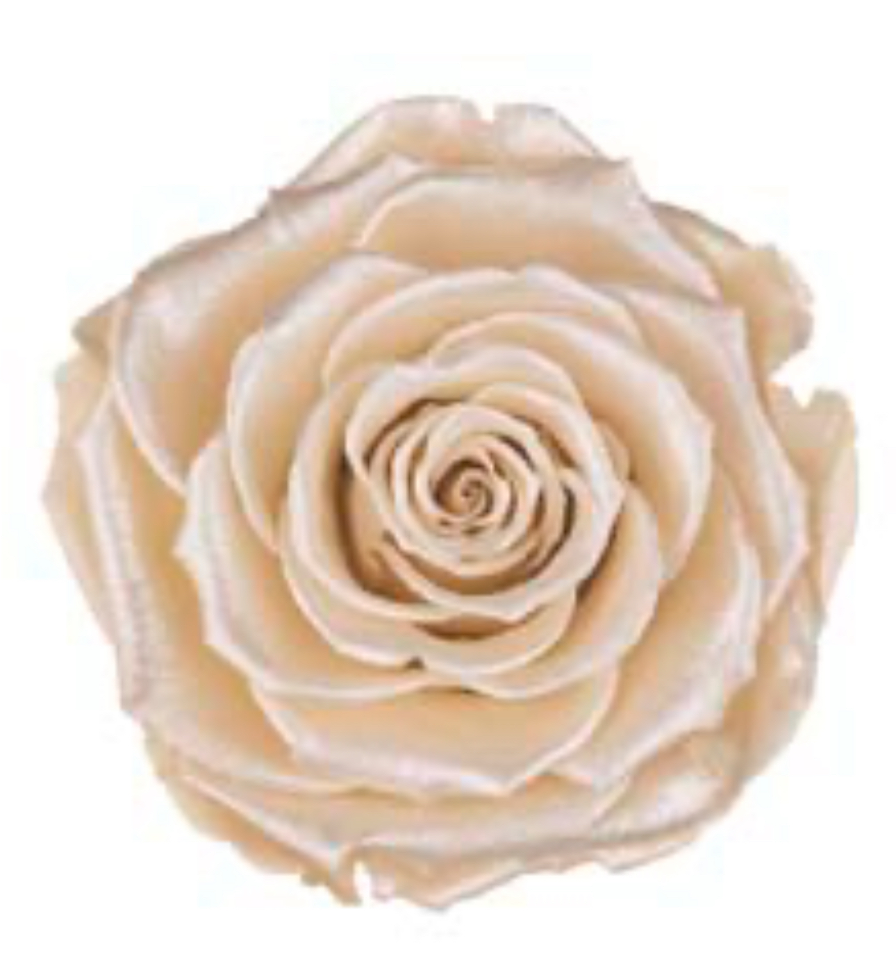 Preserved roses satin beige Roseamor