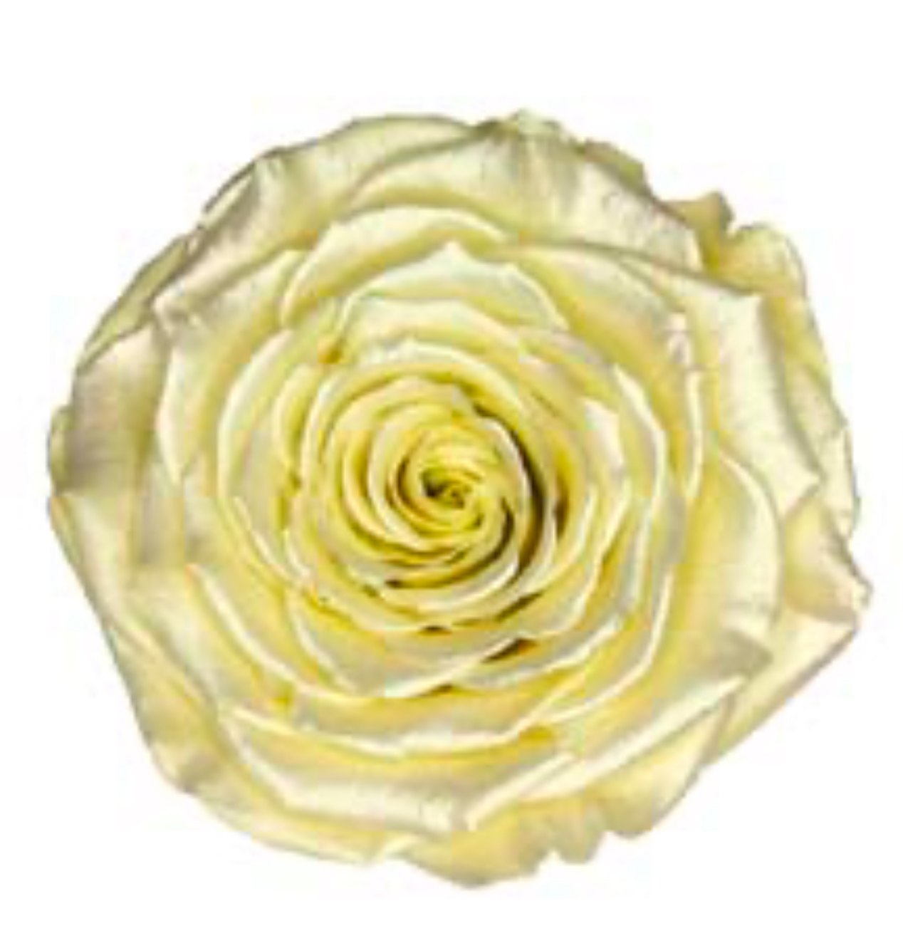 Preserved roses satin yellow Roseamor