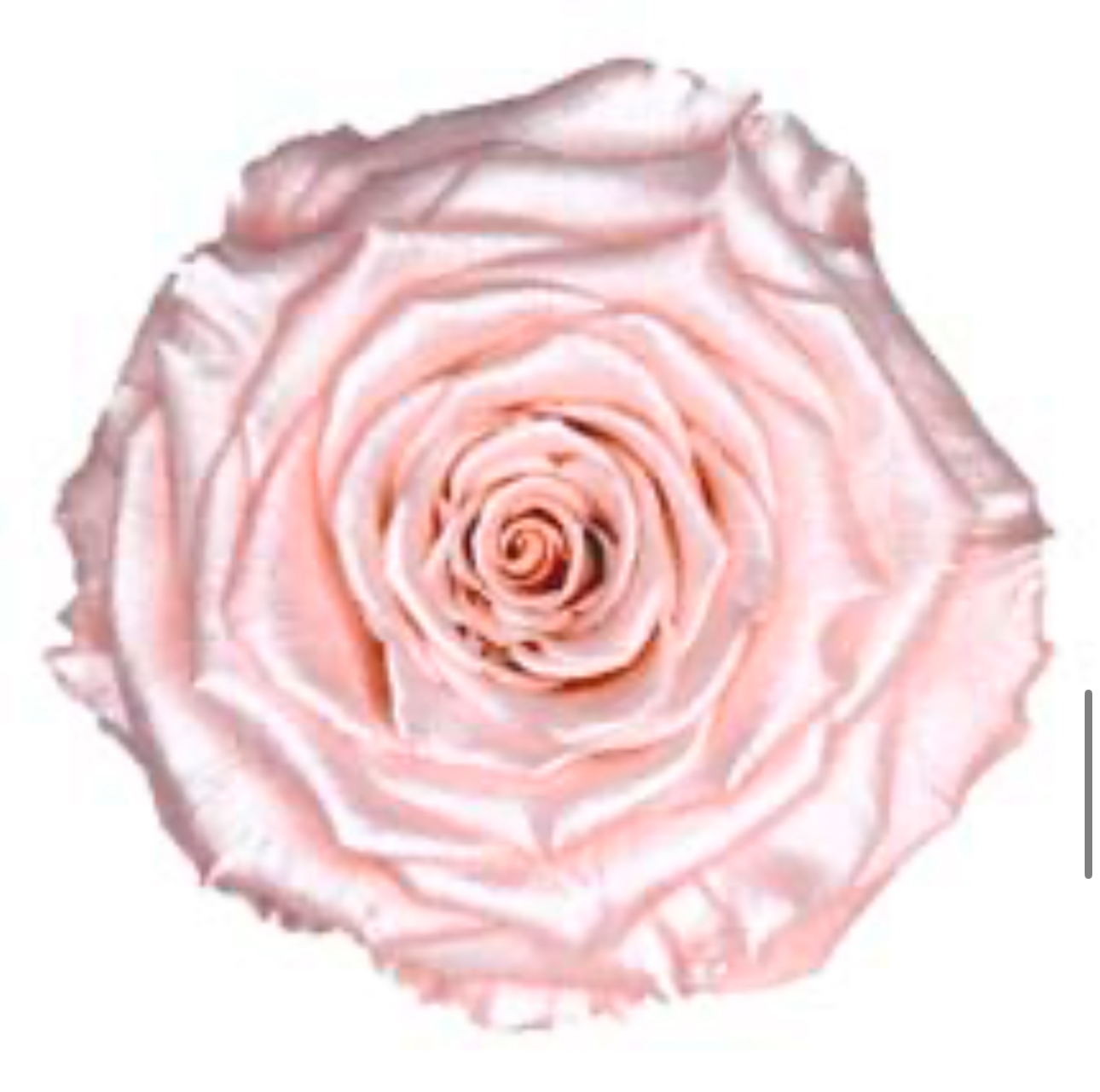 Preserved roses satin pink Roseamor