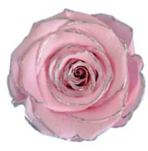 Preserved roses zebra pink/silver Roseamor