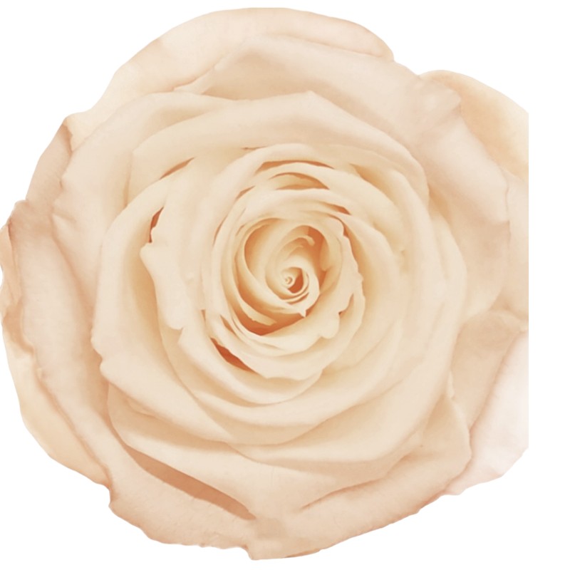 Preserved roses bright beige Roseamor