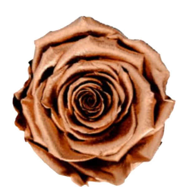 Preserved roses metallic copper Roseamor
