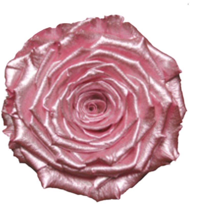 Preserved roses old pink/metallic Roseamor