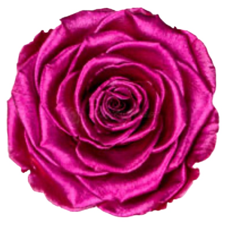 Preserved roses metallic pink Roseamor