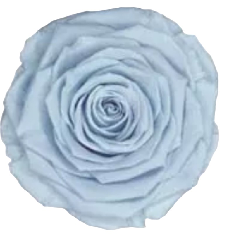 Preserved roses bright blue Roseamor