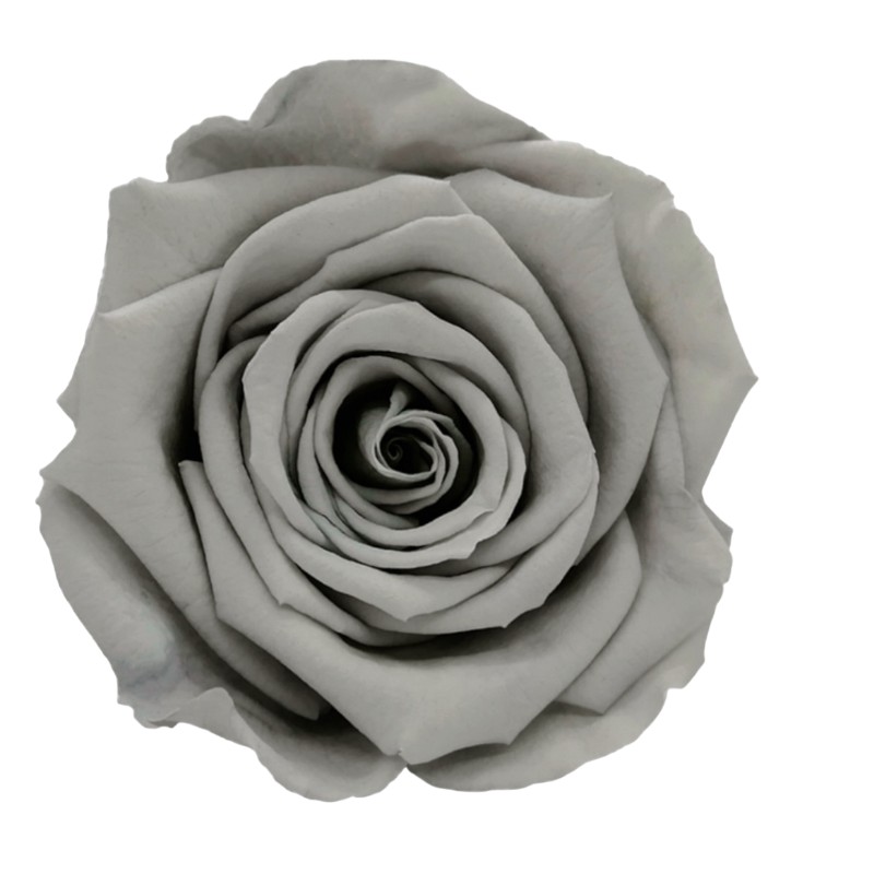 Preserved roses bright grey Roseamor