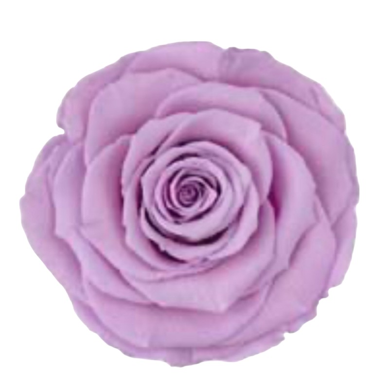 Preserved roses bright violet Roseamor