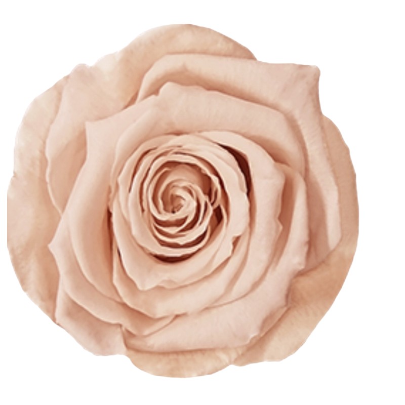 Preserved roses brighter pink Roseamor