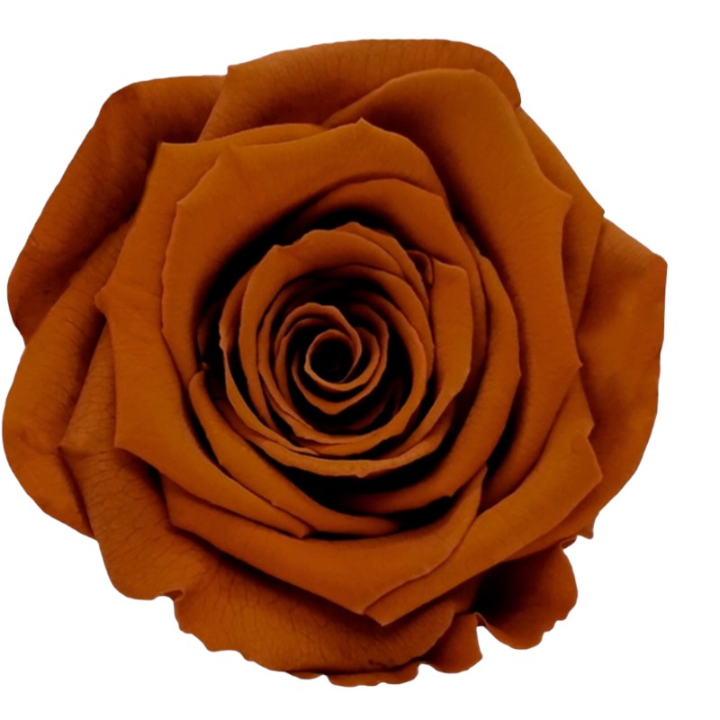 Preserved roses clay Roseamor