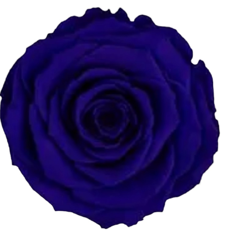 Preserved roses dark blue Roseamor