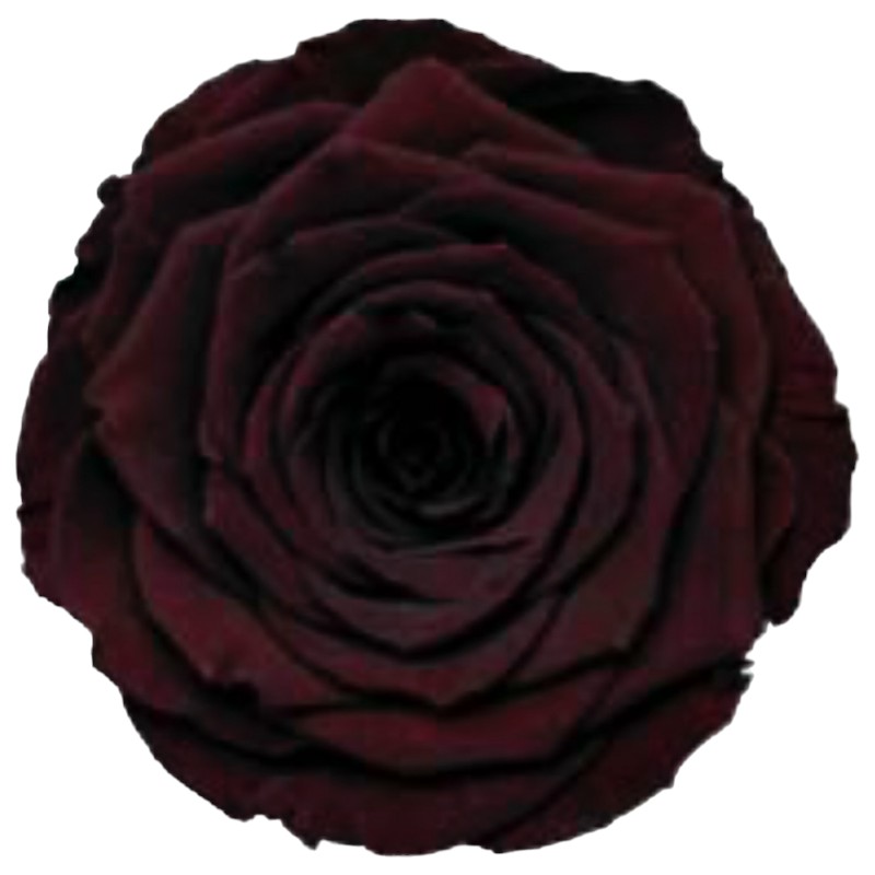 Preserved roses dark brown Roseamor