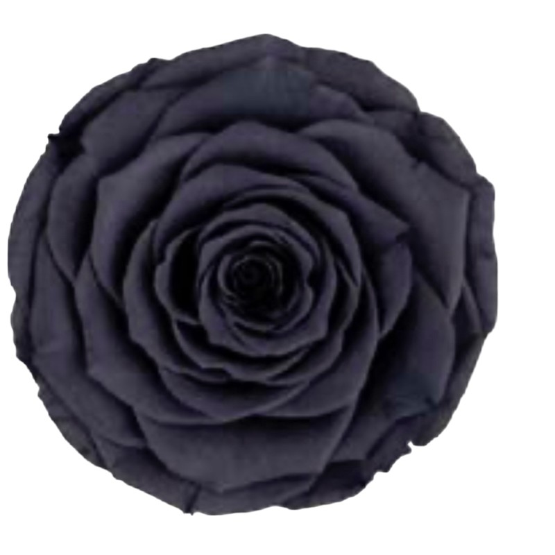 Preserved roses dark grey Roseamor