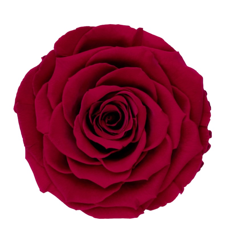 Preserved roses dark pink Roseamor
