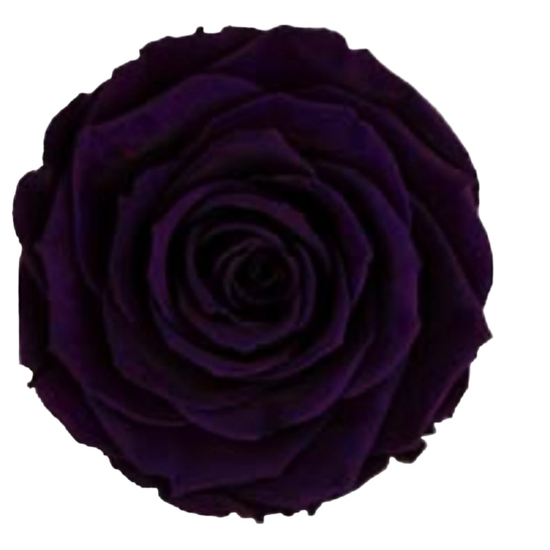 Preserved roses dark purple Roseamor