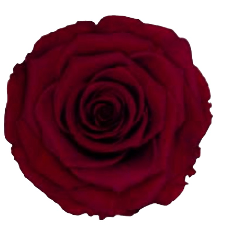 Preserved roses dark red Roseamor