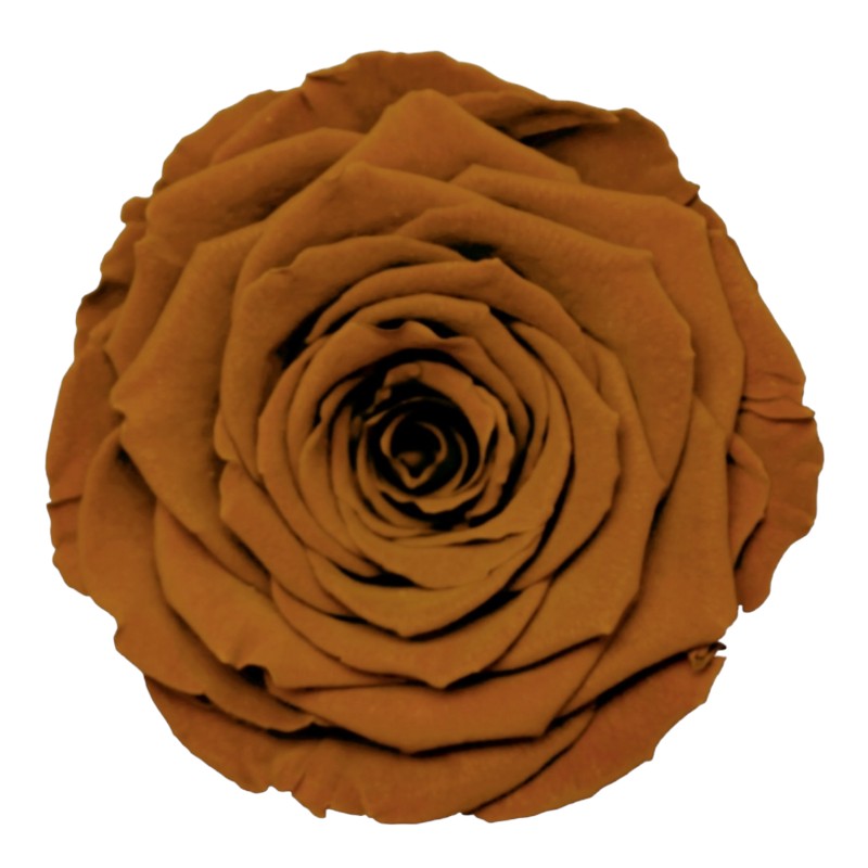 Preserved roses dark toffee roseamor