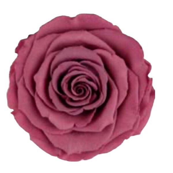 Preserved roses dark violet Roseamor