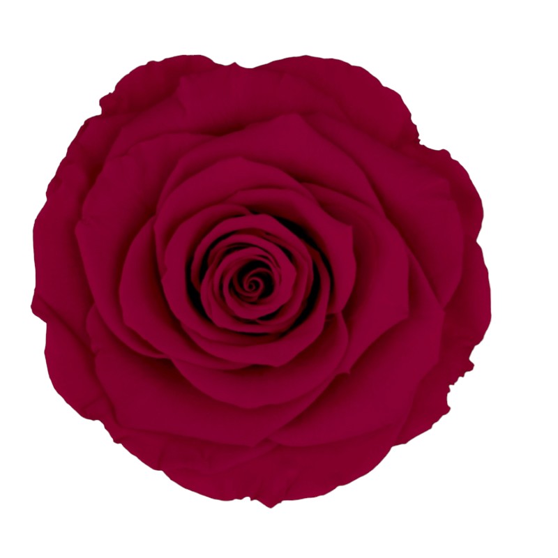 Preserved roses darker pink Roseamor