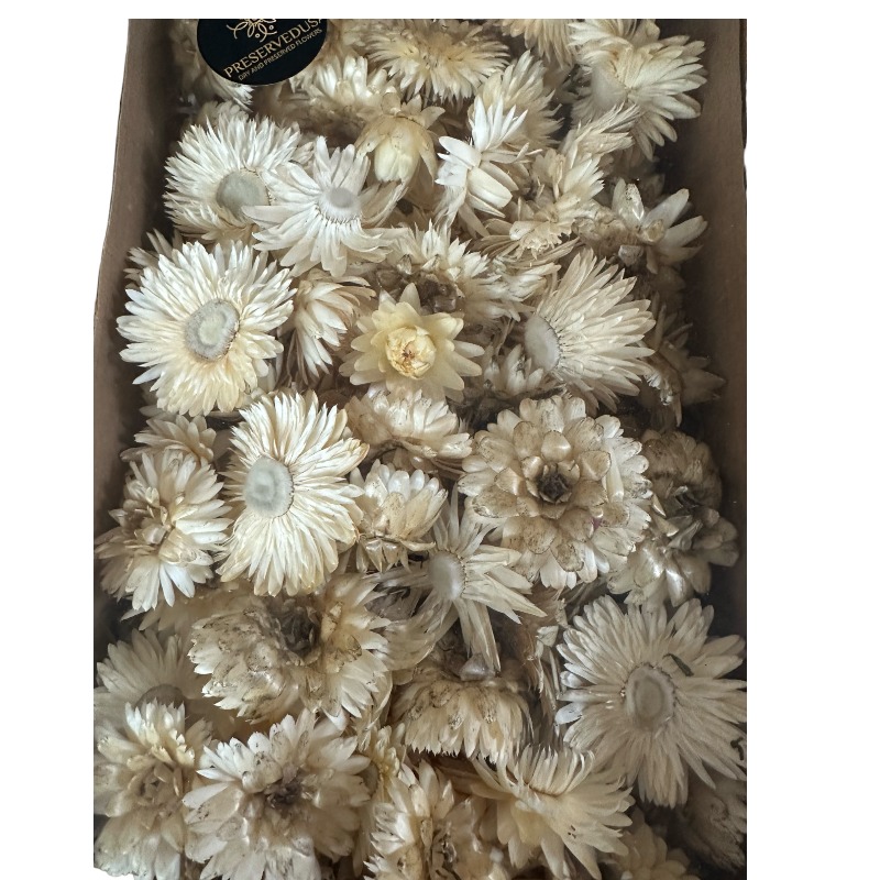 Dry Helichrysum heads/box white