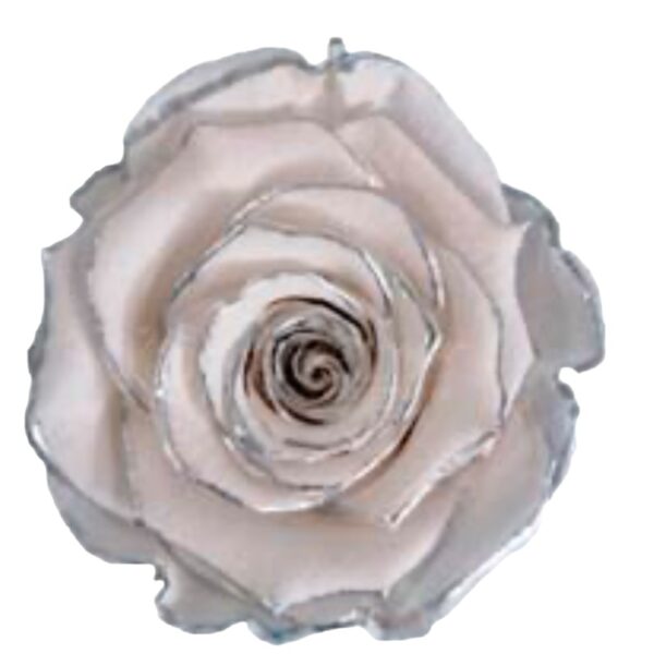 Preserved roses glitter silver/white Roseamor