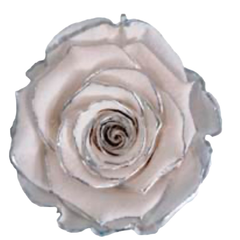 Preserved roses glitter silver/white Roseamor