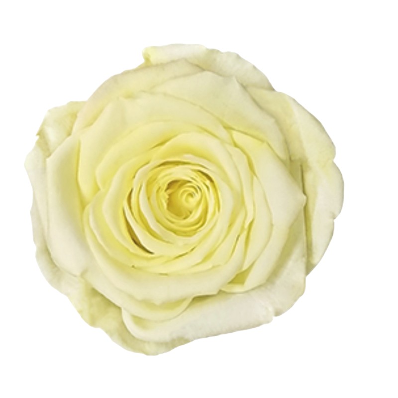 Preserved light yellow roses