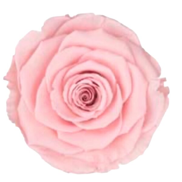 Preserved roses pink Roseamor