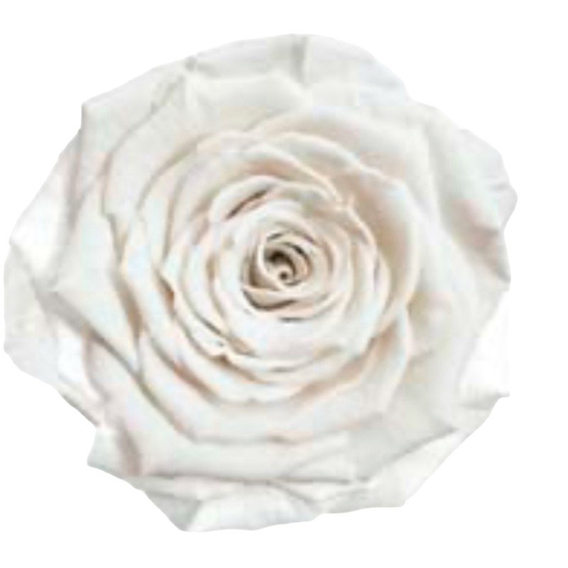 Preserved roses pure white Roseamor