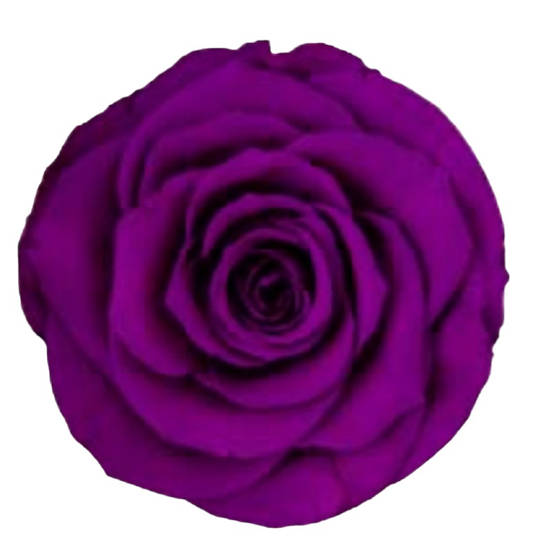 Preserved roses purple Roseamor