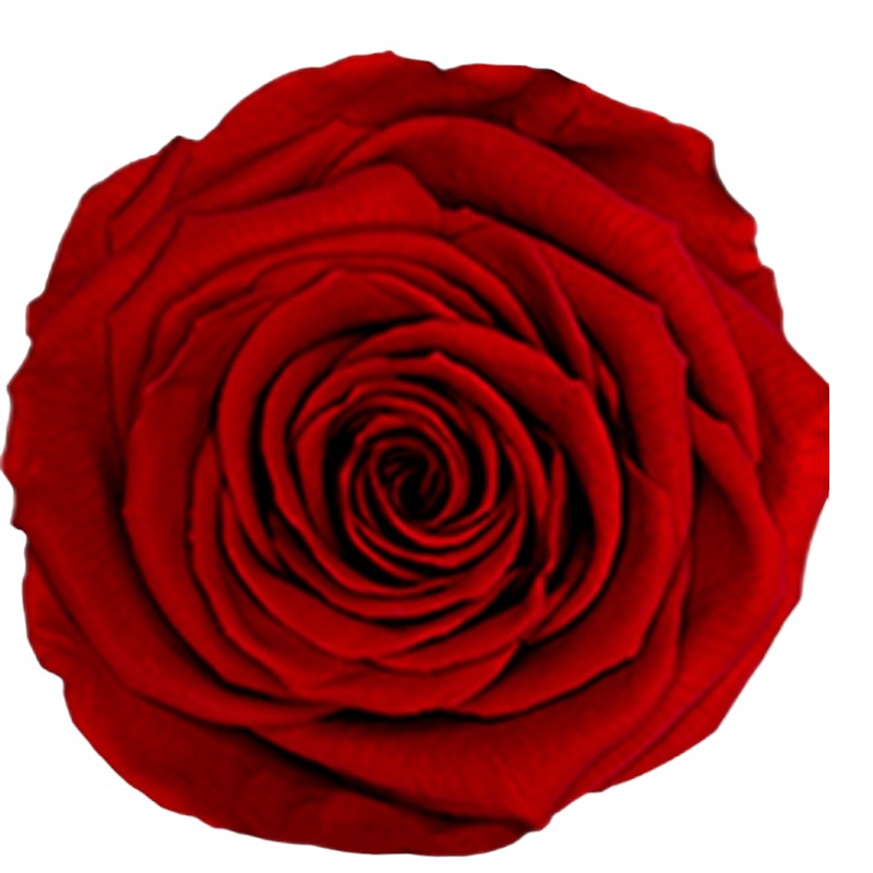 Preserved roses red Roseamor