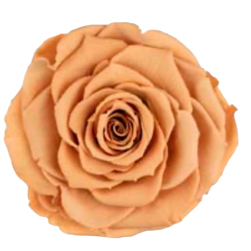 Preserved roses toffee Roseamor