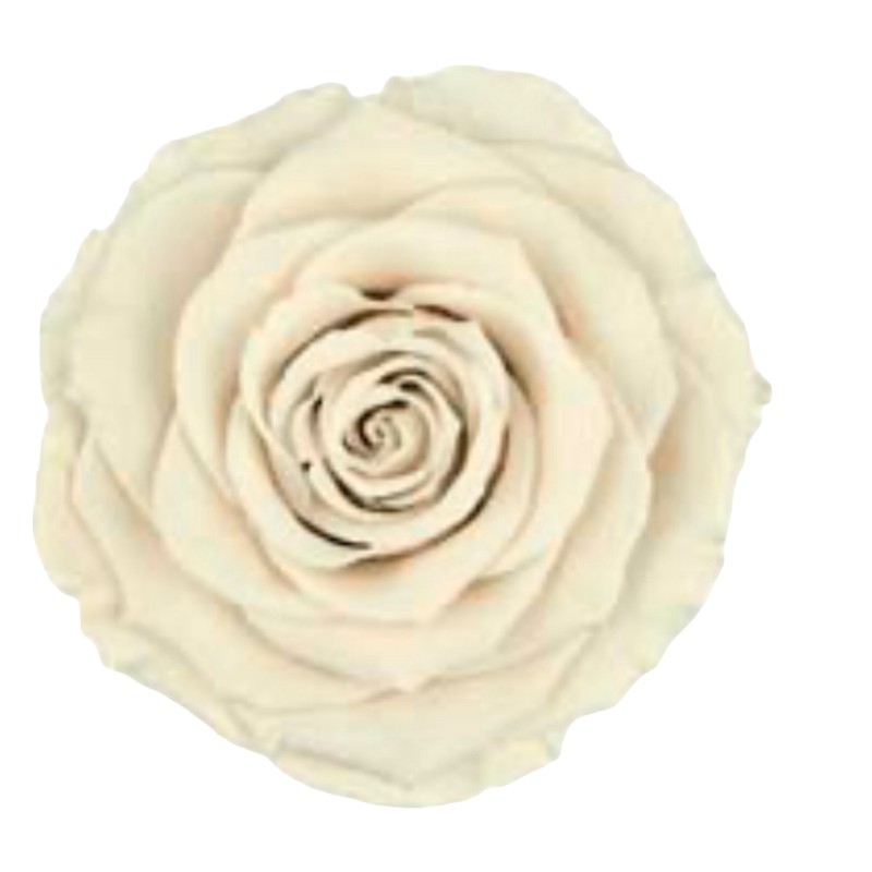 Preserved roses white Roseamor LL+