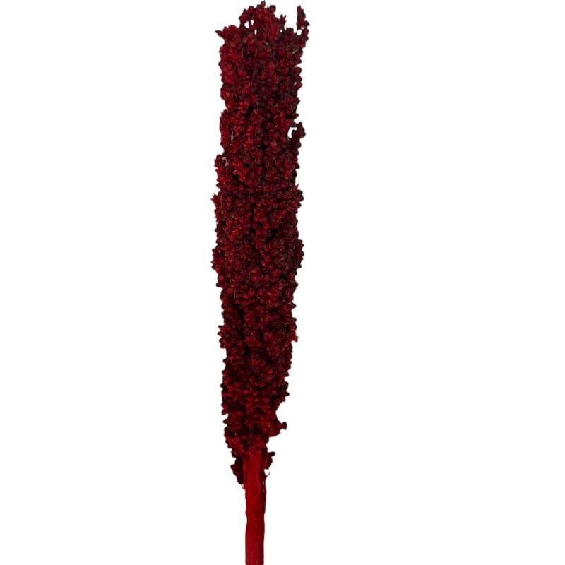 Dry red Sorghum small