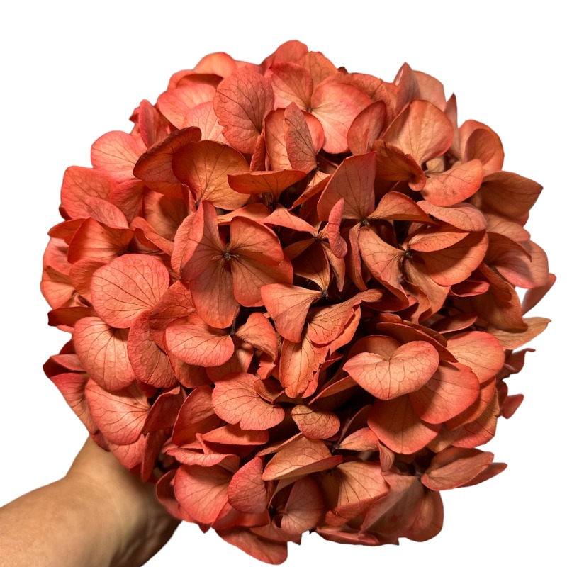 Preserved Hydrangea red orange