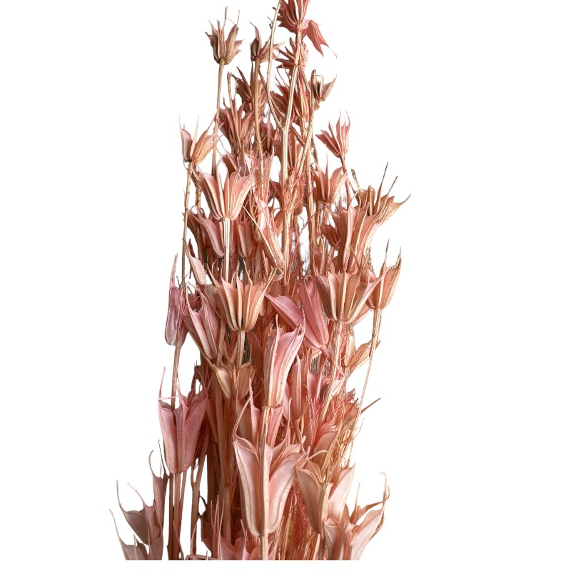 Dry pink Nigella Orientalis