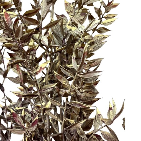 Dry ruscus misty red