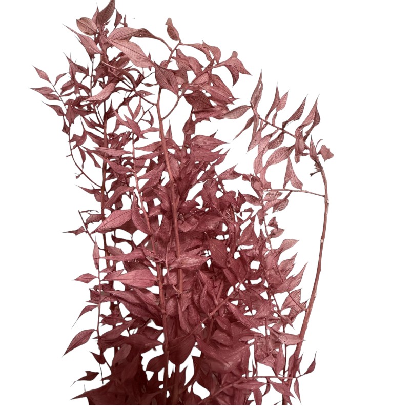 Dry ruscus old pink