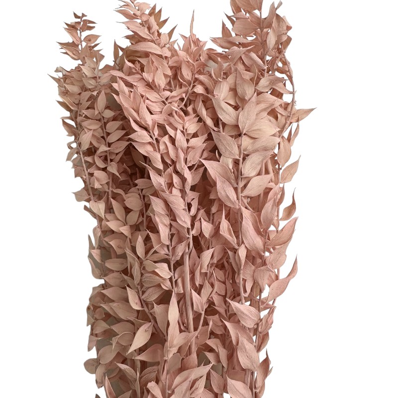Dry pink ruscus