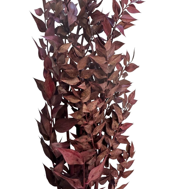 Dry ruscus wine color