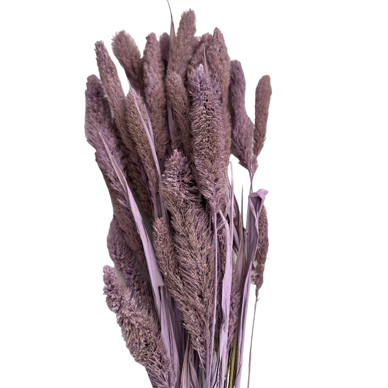 Dry lavender Setaria