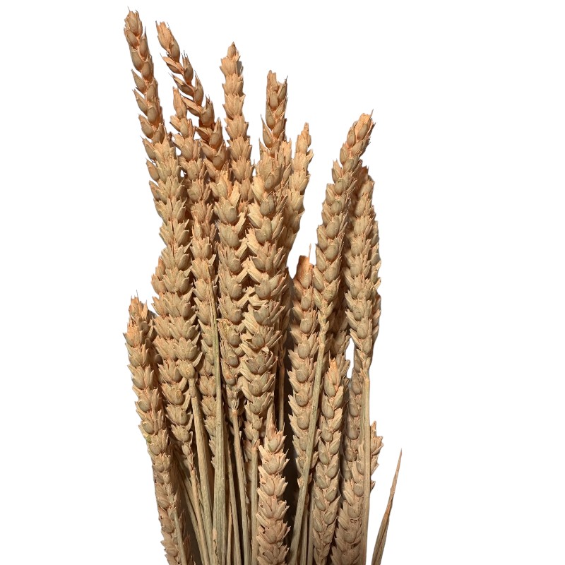 Dry Wheat coral 1 bunch