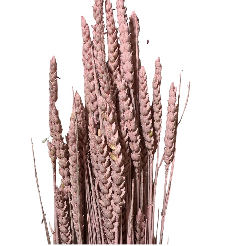 Dry Wheat pink 1 bunch