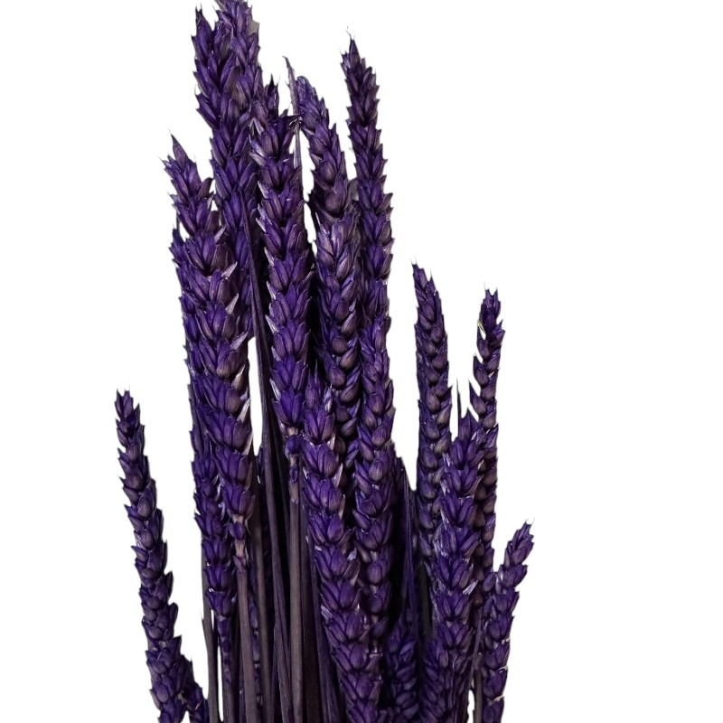 Dry Wheat purple 1 bunch