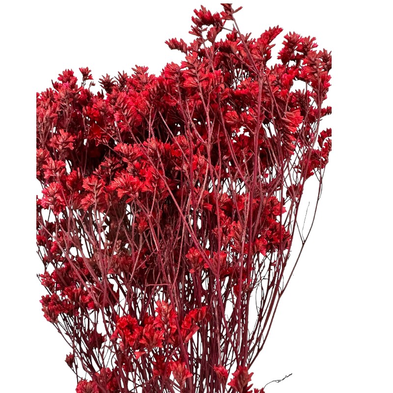Preserved Sinesis red 1 bunch
