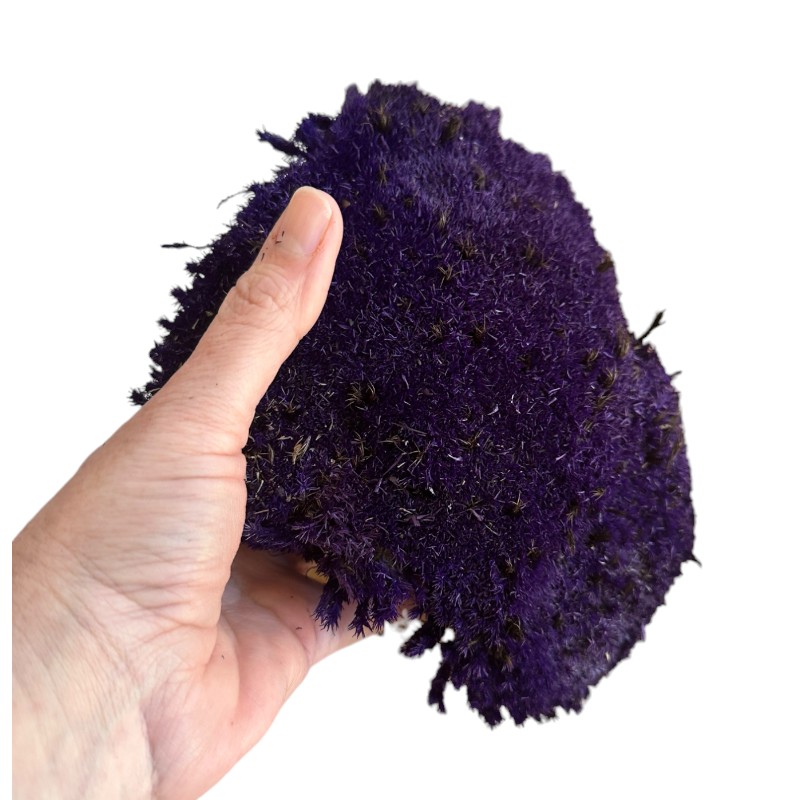 Preserved Moss ball purple