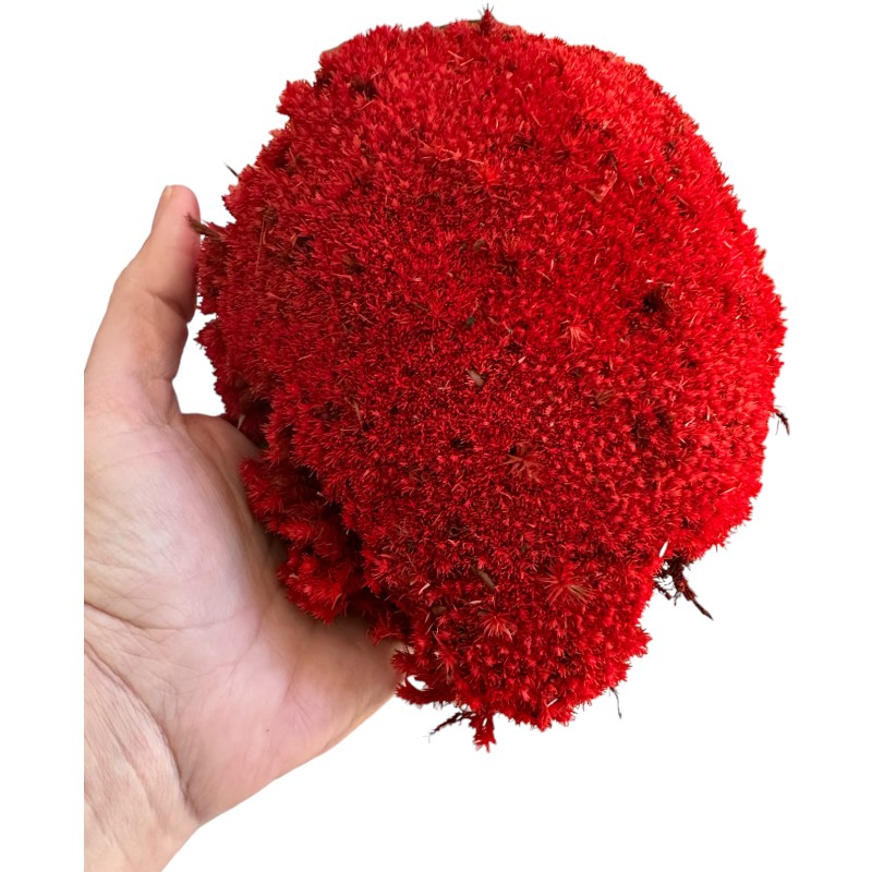 Preserved Moss ball red