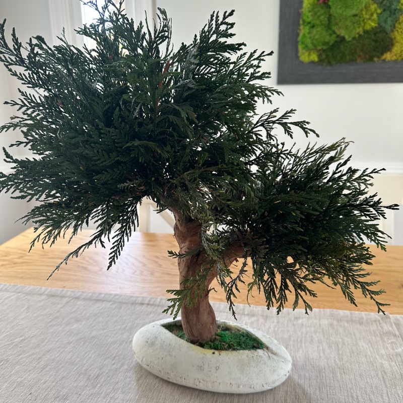 Preserved handmade bonsai